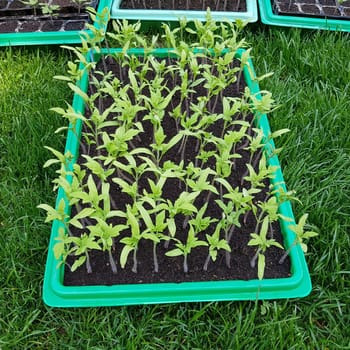Tomaten  Lycopersicon  esculentum  Gemuese  Keimling