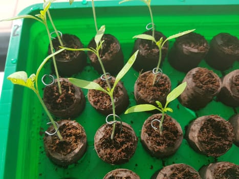Tomaten, Lycopersicon, esculentum, Keimling