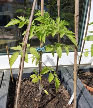 Tomaten, Lycopersicon, esculentum, Keimling
