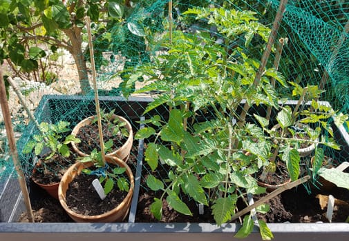 Tomaten, Lycopersicon, esculentum, Keimling