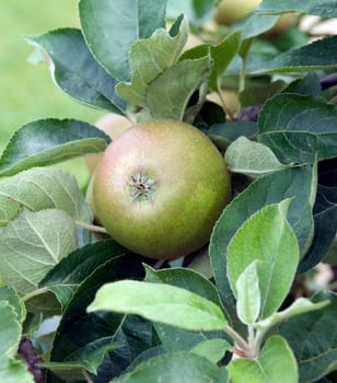Apfel, Zabergaeu