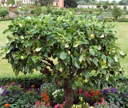 Apfel, Roter James Grieve