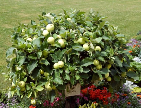 Apfel, Weisser Klarer