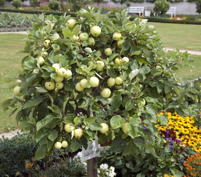 Apfel, Weisser Klarer, Zwergapfelbaum, Blumenkuebel, Apfelsorte, Apfel, Kernobst, Obst
