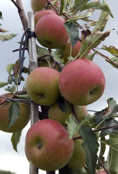 Apfelbaum, Apfelsorte, Apfel, Kernobst, Obst