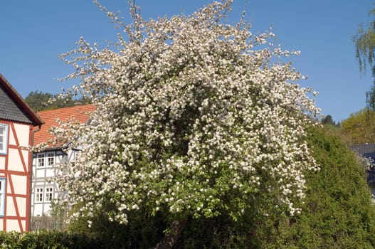 Apfelbaumbluete, Apfelbaum, Apfelbluete
