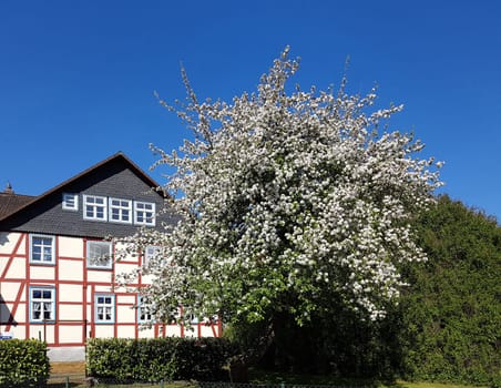 Apfelbaumbluete, Apfelbaum, Apfelbluete