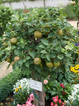 Miniaturapfelbaum  Zabergaeu
