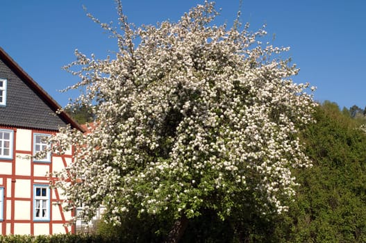 Apfelbaumbluete, Apfelbaum, Apfelbluete