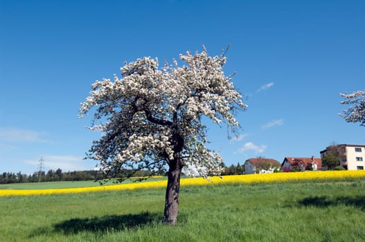 Apfelbaum, Apfelbluete