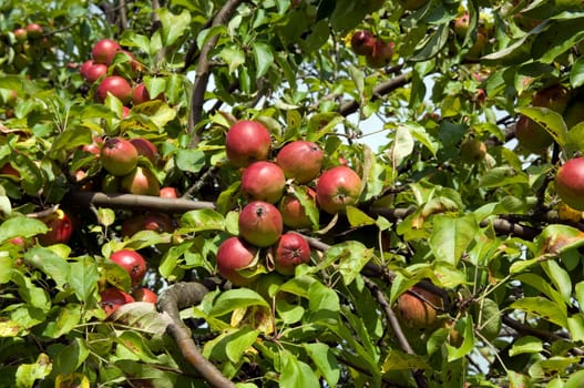 Apfelbaum, Ast, Aepfel