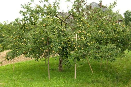 Apfelbaum, Aeste, abgestuetzt