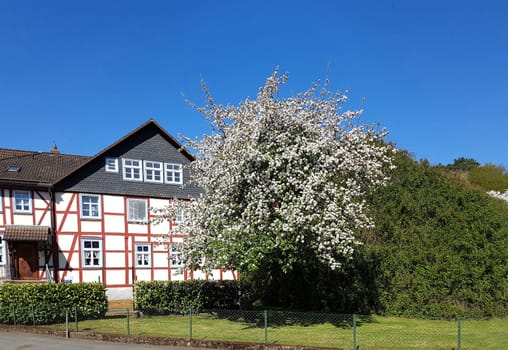 Apfelbaumbluete, Apfelbaum, Apfelbluete