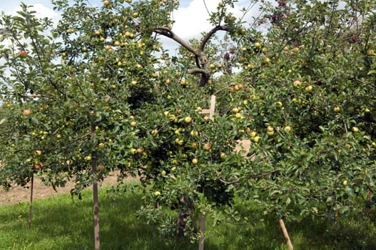 Apfelbaum