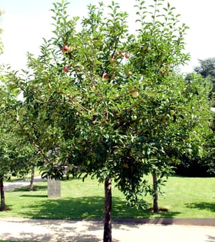 Apfelbaum
