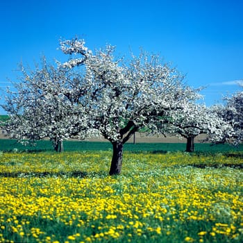 Apfelbaum, Apfelbluete, Heilpflanzen, Fruechte, Obst,  -