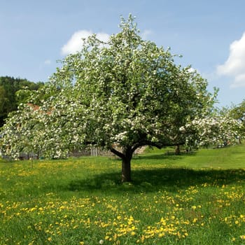 Apfelbaumbluete