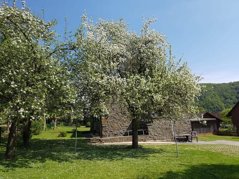 Apfelbaumbluete, Apfelbaum, Apfelbluete