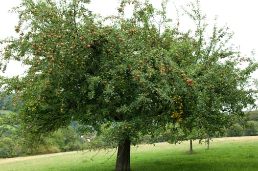 Apfelbaum, Streuobstwiese
