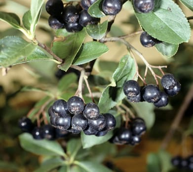 Apfelbeere, Aronia, Heilpflanze, Wildpflanze, Birne, Pyrus communis, Birnenbaum, Birnen, Birnenbaum, Ast,  Obstbaum, Frucht, Fruchtkoerper, Einzelfrucht, essbar, Fruechte, Obst, Baum, Laubbaum, Heilpflanzen, Nutzpflanze, Obstgehoelz, Kernobst, Kernobstgewaechs, birnensorte, Sorte, Heilpflanze, Nutzpflanzen, Obstgehoelze