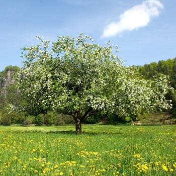 Apfelbluete, Malus, domestica