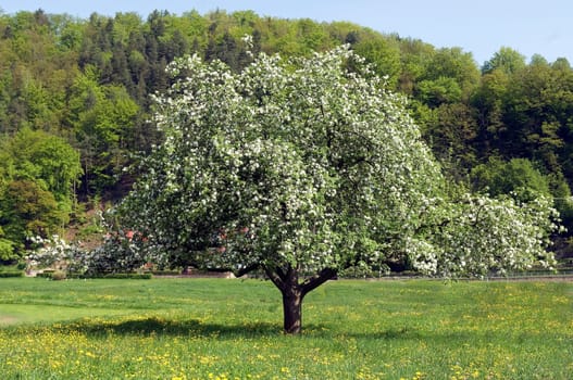 Apfelbluete, Malus, domestica