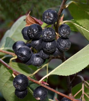 Blackcurrant, aronia, melanocarpa
