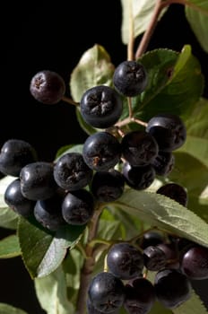Apfelbeere  Aronia  Schwarze