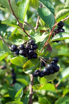 Apfelbeere  Aronia  Schwarze  Apfelbeeren  Zwergvogelbeere