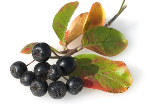 Apfelbeere, Aronia, Schwarze, Apfelbeeren, Zwergvogelbeere