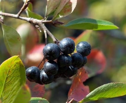 Apfelbeere, Aronia, Schwarze, Apfelbeeren, Zwergvogelbeere