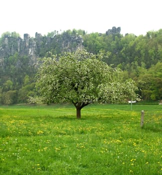 Apfelbluete, Malus, domestica