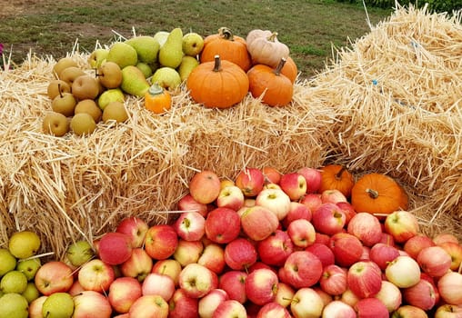 Apfel, Malus domestica ist eine heimische wohlschmeckende Frucht. Apple, Malus domestica is a local, tasty fruit.