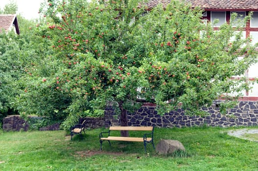 Apfelbaum