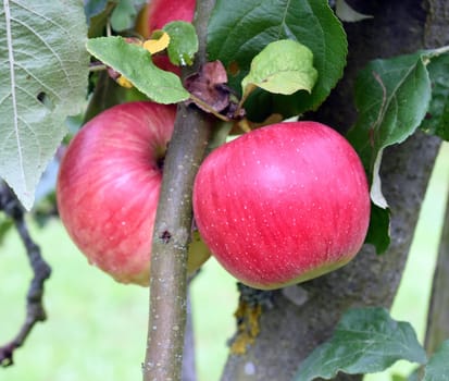 Wealthy, Apfel, Malus, domestica, Alte Apfelsorte