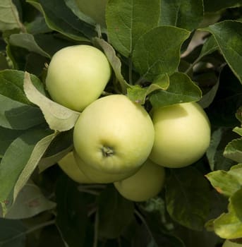 Apfel, Weisser Klarapfel, Apfelsorte, Apfel, Kernobst, Obst
