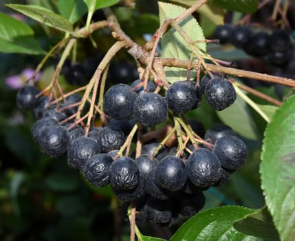 Blackcurrant, aronia, melanocarpa