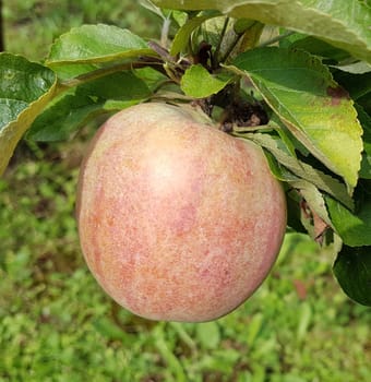 Apfel, Malus, domestica, Alte Apfelsorte