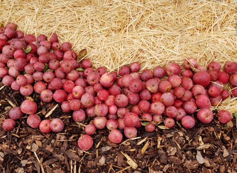 Apfel, Malus domestica ist eine heimische wohlschmeckende Frucht. Apple, Malus domestica is a local, tasty fruit.