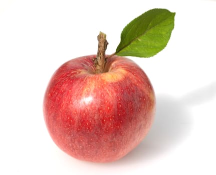 Apfel, Malus domestica, Blatt, Apfelsorte, Apfel, Kernobst, Obst