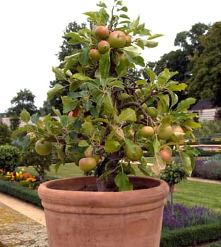 Apfel, Auralia