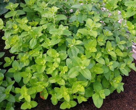 Apfelminze  Pfefferminze  Mentha, suaveolens