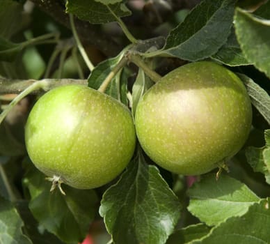 Miniaturapfelbaum, Cox Orange, Apfelsorte, Apfel, Kernobst, Obst