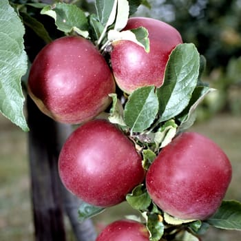 Blackjon  Apfel  Malus domestica, Apfelsorte, Apfel, Kernobst, Obst