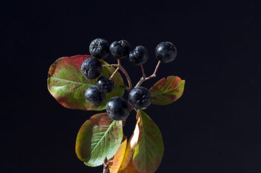 Apfelbeere, Aronia, Schwarze, Apfelbeeren, Zwergvogelbeere