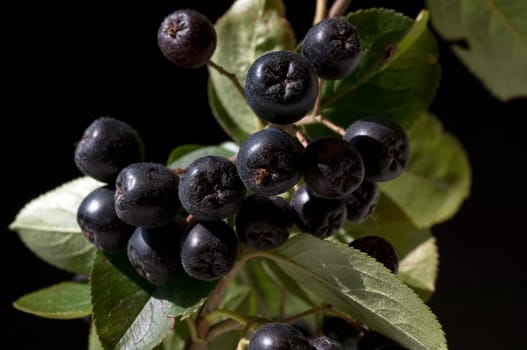 Apfelbeere  Aronia  Schwarze