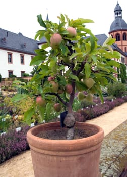 Apfel, Gloster