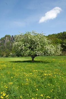 Apfelbaumbluete  Elbsandsteingebirge
