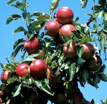 Apfel, Malus domestica, Meelijn
