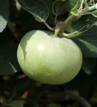 Apfel, Ontario, Apfelsorte, Apfel, Kernobst, Obst